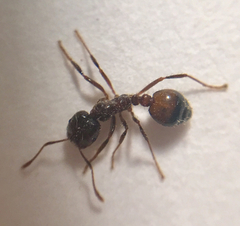 Solenopsis saevissima