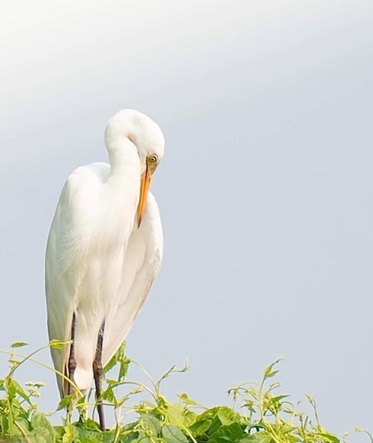 iNaturalist image