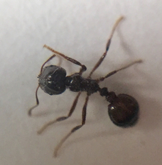 Solenopsis saevissima