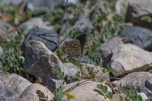 Yunnan checkered blue