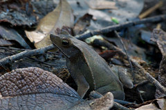 Rhinella dapsilis