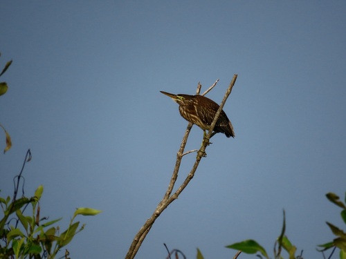 Little Heron