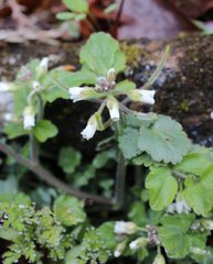 Cardamine tanakae