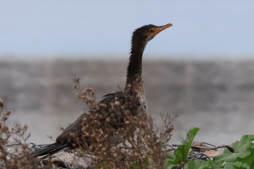 iNaturalist image