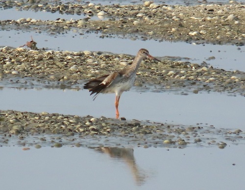 Common Redshank