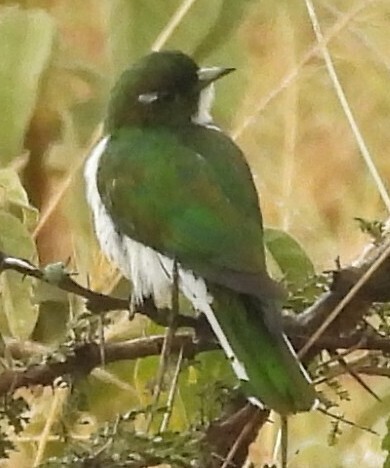 Klaas's Cuckoo (Chrysococcyx klaas), photo 1