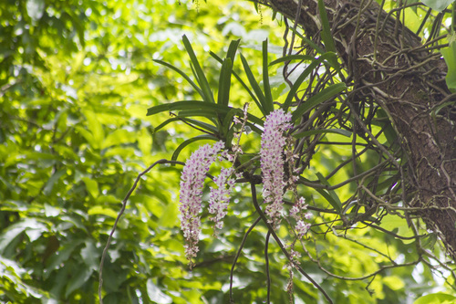 Rhynchostylis retusa