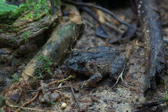 Strabomantis sulcatus