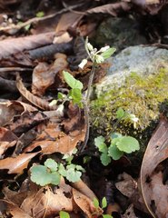 Cardamine tanakae