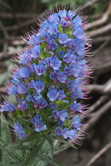 Echium webbii