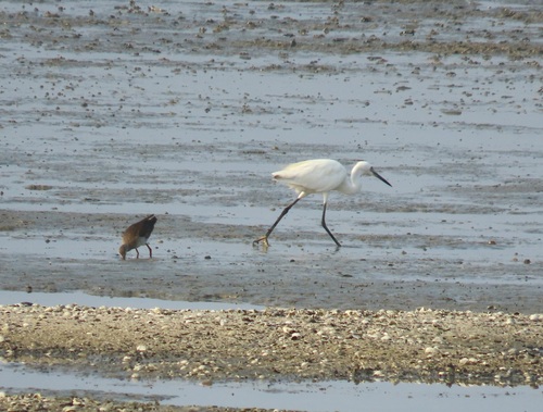 Little Egret