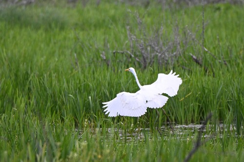 Great Egret