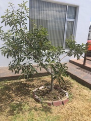 Chionanthus pubescens