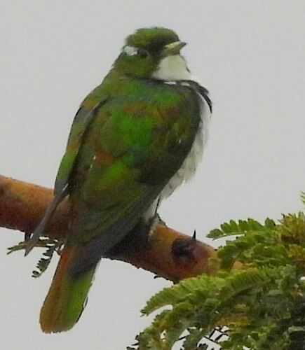Klaas's Cuckoo (Chrysococcyx klaas), photo 2