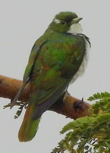 Klaas's Cuckoo (Chrysococcyx klaas), photo 7