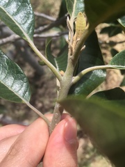 Chionanthus pubescens