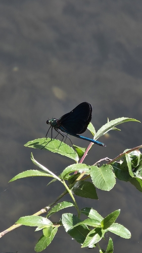 Beautiful Demoiselle