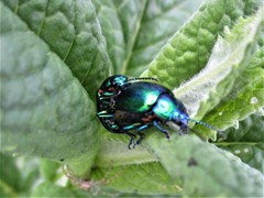 Chrysolina coerulans