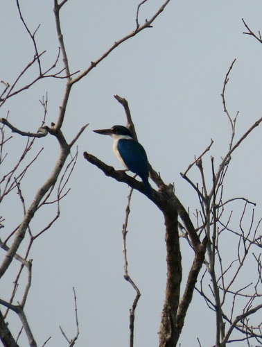 Collared Kingfisher