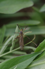 Nephrotoma appendiculata