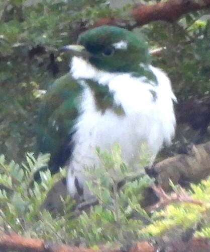 Klaas's Cuckoo (Chrysococcyx klaas), photo 8