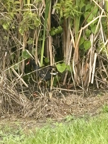 Common Gallinule observed by gr8fulg8rgal