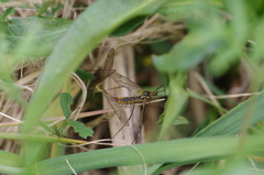 Nephrotoma appendiculata