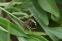 Nephrotoma appendiculata