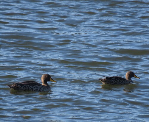 iNaturalist: (c) Fiona Hellmann, some rights reserved (CC BY-NC), uploaded by Fiona Hellmann iNaturalist image