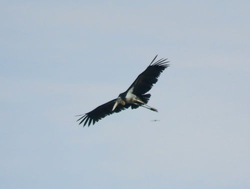 Lesser Adjutant