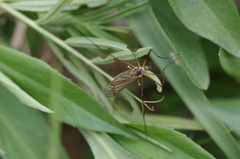Nephrotoma appendiculata
