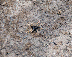 Pardosa palustris