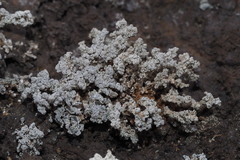 Stereocaulon vesuvianum