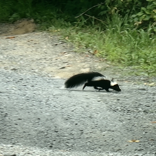 Striped Skunk observed by alcleme