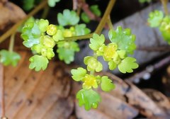 Chrysosplenium flagelliferum