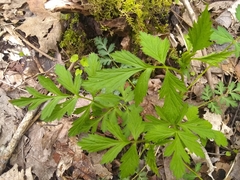 Geum vernum