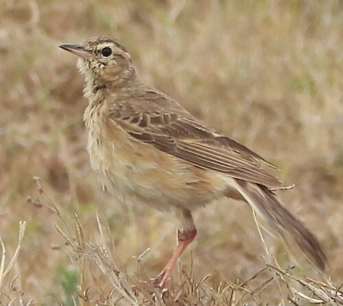 Plain-backed Pipit (Anthus leucophrys), photo 2