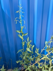 prickly lettuce