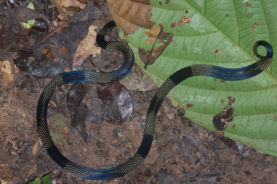 Putumayo Coral Snake