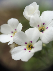 Leptosiphon montanus