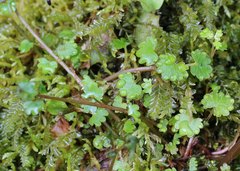 Chrysosplenium flagelliferum