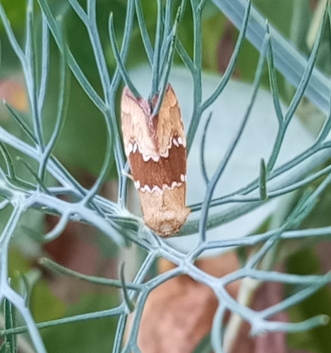 Haemerosia vassilininei