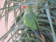 Aratinga auricapillus