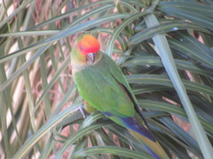 Aratinga auricapillus