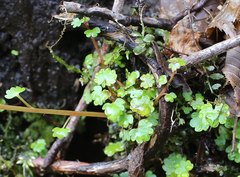 Chrysosplenium flagelliferum