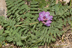 Oxytropis neglecta