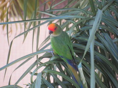 Aratinga auricapillus