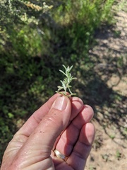 Gamochaeta stagnalis