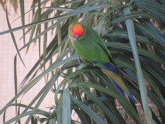 Aratinga auricapillus