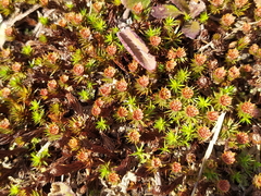 Polytrichum piliferum
